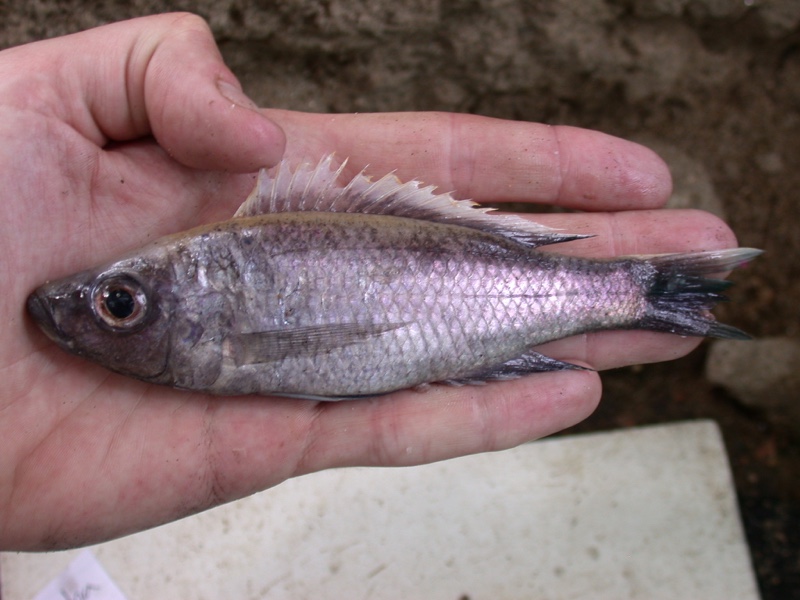 Diplotaxodon sp. 'limnothrissa black-pelvic'